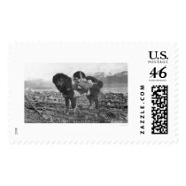 Backpacking Dog Seward, Alaska 1911 Stamps