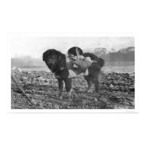Backpacking Dog Seward, Alaska 1911 posters