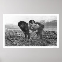 Backpacking Dog Seward, Alaska 1911 Poster