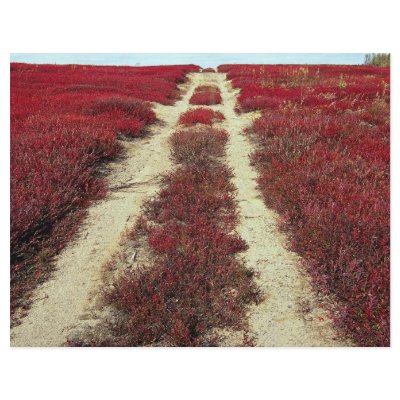 Backroads in blueberry fields, New Brunswick, Cana Personalized Flyer by beautifulclicks