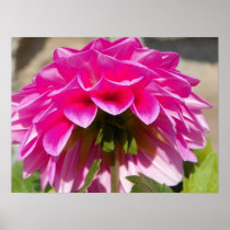 Backside of a flower posters