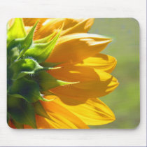 Backside of sunflower. mousepads