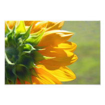 Backside of Sunflower Art Photo