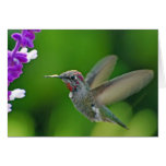 Backyard Beauty Greeting Cards