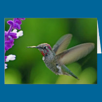 Backyard Beauty cards