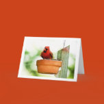 cardinal, red, bird, feeding, pot, seeds,