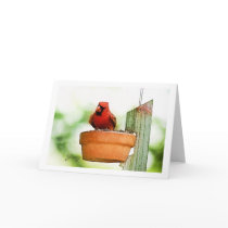 Backyard Birds Notecards