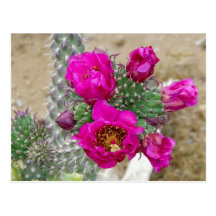 Backyard Blooms (More Photos In Comment Walls) Postcard
