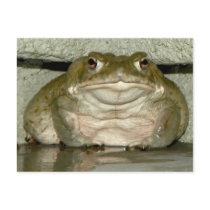 Backyard Bufo alvarius - Colorado River Toad Post Card