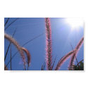Backyard Bush 2 posters by jeffmanii Backyard Bush 2 posters