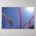 Backyard Bush 2 Posters