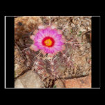 backyard cacti bloom postcards