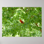 Backyard Cardinal posters