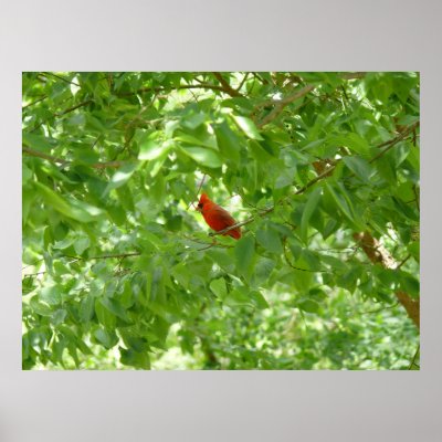 Backyard Cardinal Poster by Shadowchaser