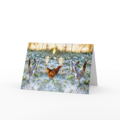 backyard chicken art photography greeting card card