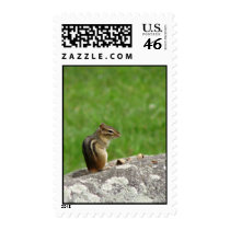Backyard Chipmunk postage