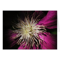 Backyard Clematis cards by niagaragirl Backyard Clematis cards
