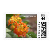 Backyard flowers postage stamp