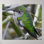 Backyard Hummingbird Posters