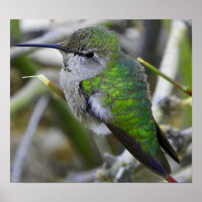 Backyard Hummingbird Posters by Congress_Arizona
