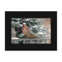 Backyard Pheasant postcards by psm108 Backyard Pheasant postcards