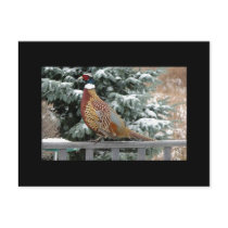 Backyard Pheasant postcards