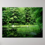 Backyard Pond Poster
