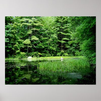 Backyard Pond Poster by dduhaime55