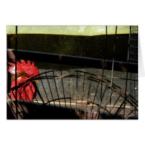 Backyard Rooster cards by rdkiely Backyard Rooster cards