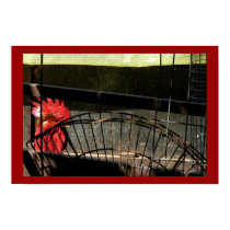 Backyard Rooster posters by rdkiely Backyard Rooster posters
