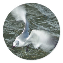 Backyard Seagull stickers by bsfalco Backyard Seagull stickers