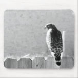 Backyard visitor mousepads