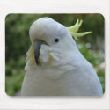 Backyard visitor mousepads by Jade379 Backyard visitor mousepads