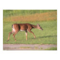 Backyard Visitor posters by Videodesigner77 Backyard Visitor posters