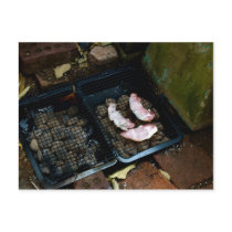 Bacon Day post card postcards