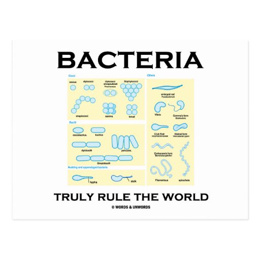Bacteria Truly Rule The World Morphology Post Card Zazzle 
