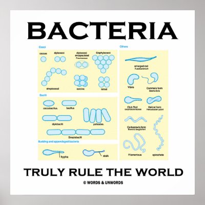 Bacteria Truly Rule The World (Morphology) Print by wordsunwords