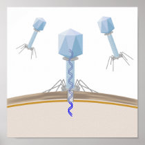 Bacteriophage attacking a bacterium poster