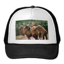 Bactrain Camels Hats