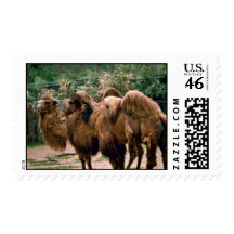 Bactrain Camels Stamp
