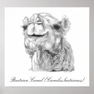 Bactrian Camel print