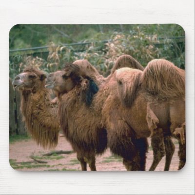 Bactrian Camels Tees and Gifts Mouse Pad by naturetees