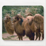 Bactrian Camels Tees and Gifts mousepads