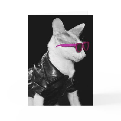 Bad Boy Cat in Shades Cards by knichols1109