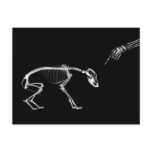 Bad Dog X-Ray Skeleton in Black & White Post Card