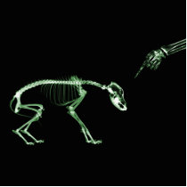Bad Dog X-ray Skeleton in Green Cut Outs