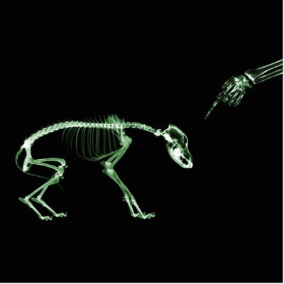 Bad Dog X-ray Skeleton in Green Cut Outs by VoXeeD