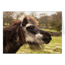 "Bad Hair Day" Greeting Card