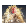 Bad Hair Day Post Card