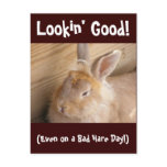 Bad Hare Day Postcards